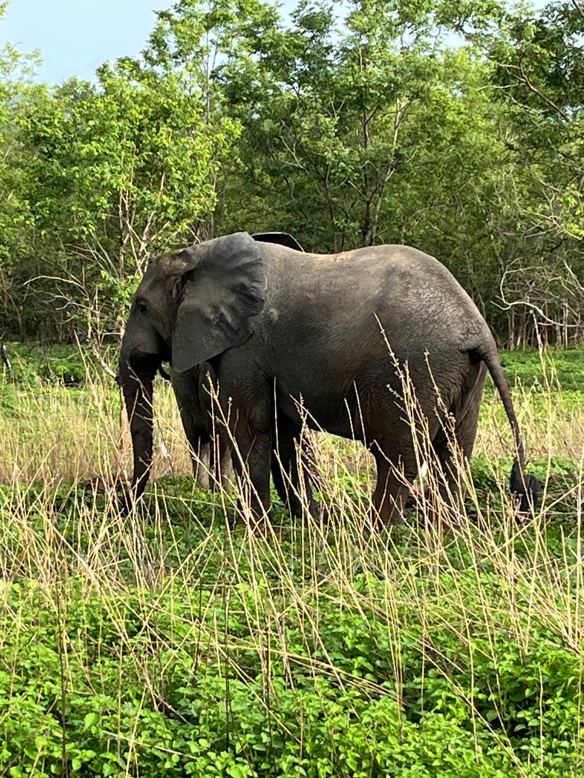 X-Perience Ghana — wildlife photo