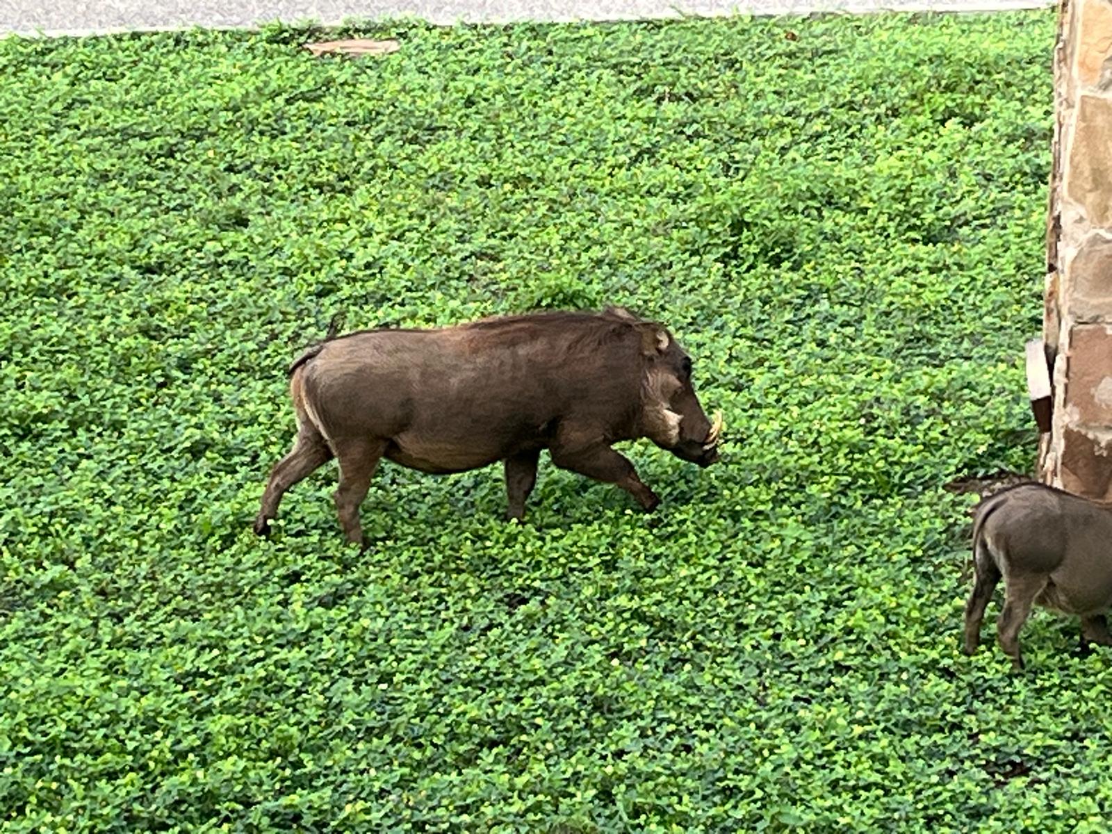 X-Perience Ghana — wildlife photo